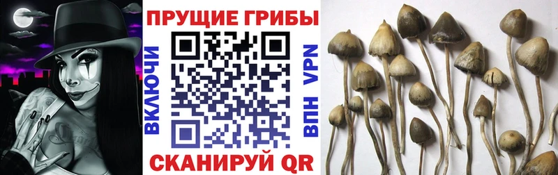 darknet состав  Ефремов  Псилоцибиновые грибы ЛСД 