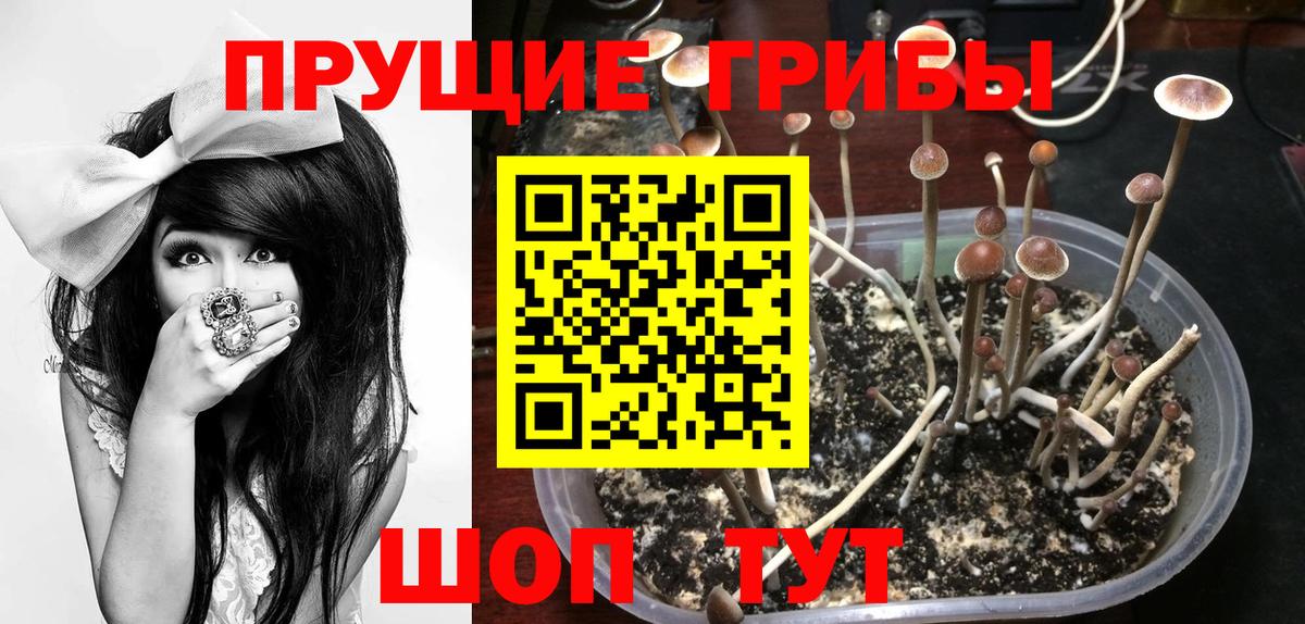 Псилоцибиновые грибы мицелий Ефремов
